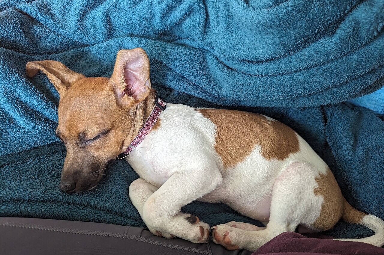 Small dog sleeping on couch — cheapest dog breeds to insure in Australia