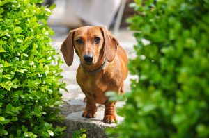 Dachshund dog — pet insurance for Dachshunds in Australia