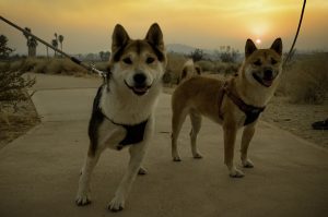 Two happy dogs on a walk — how much does pet insurance cost in Australia