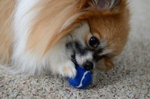 Pomeranian pet insurance Australia