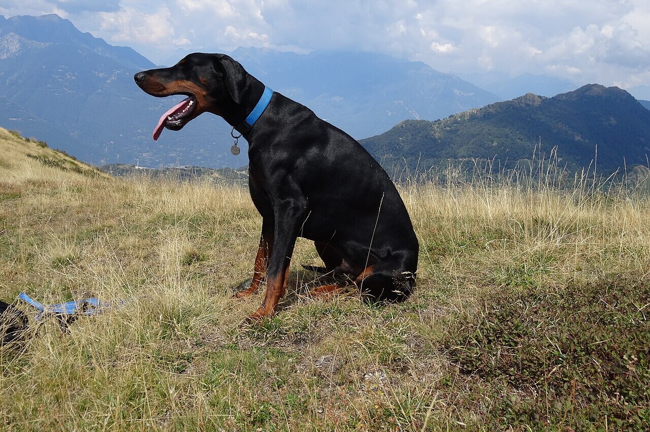 Doberman pet insurance Australia