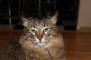 Maine Coon pet insurance Australia