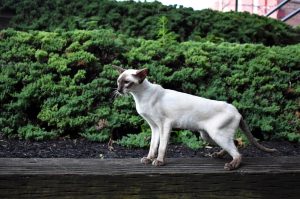 Siamese pet insurance Australia