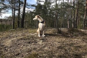 Whippet pet insurance Australia
