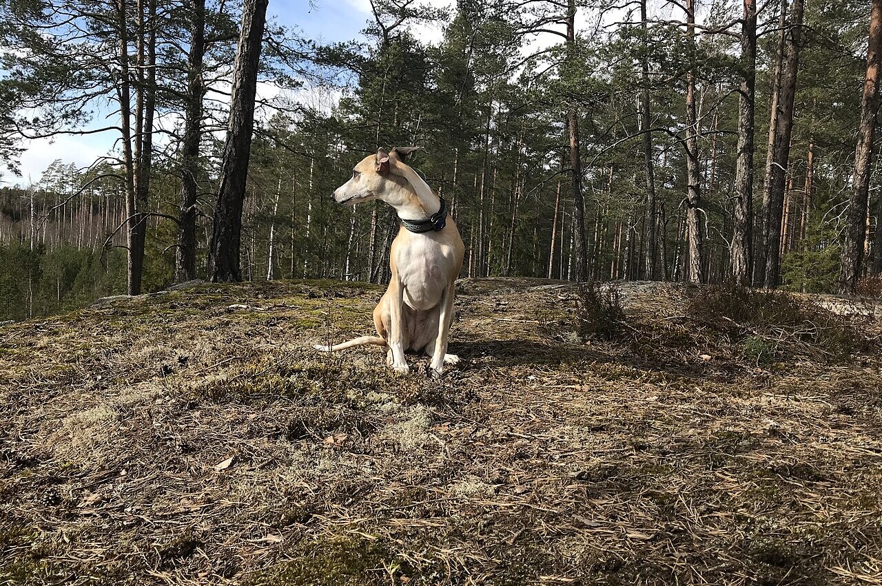 Whippet pet insurance Australia