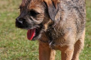 Pet insurance exclusions Australia